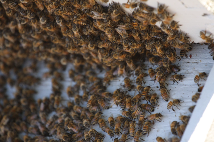 Many bees in front of a hive